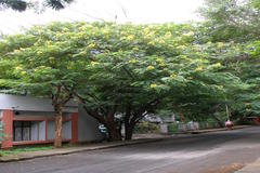 Senna spectabilis